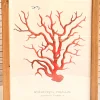 CUADRO CORAL CRETA
